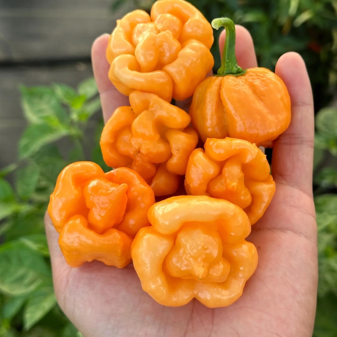 Hot Pepper Seeds Bahamian Goat - 5
