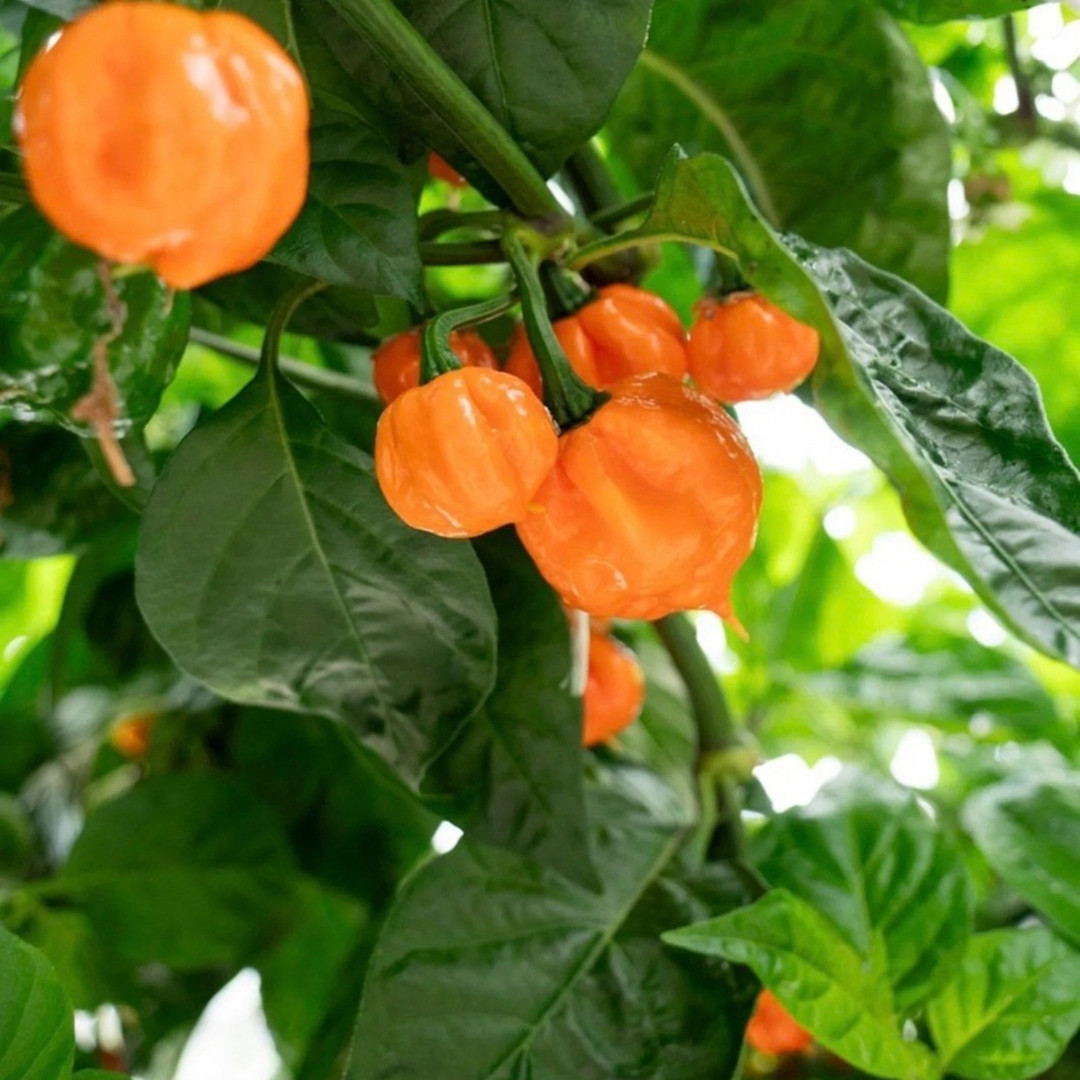 Hot Pepper Seeds Bahamian Goat - 5