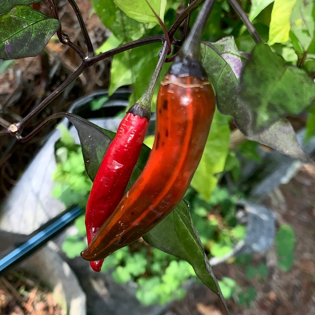 Hot Pepper Seeds Tiger Jalapeno - 5