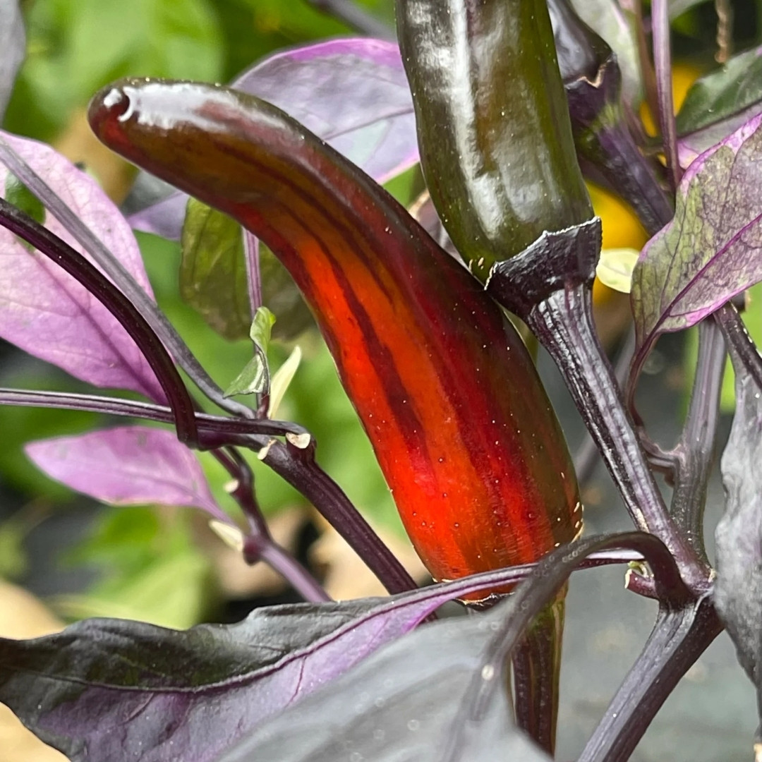 Hot Pepper Seeds Tiger Jalapeno - 5