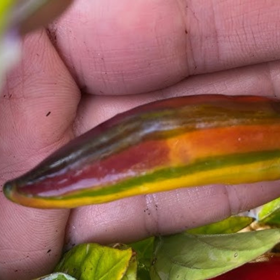 Hot Pepper Seeds Tiger Jalapeno - 5