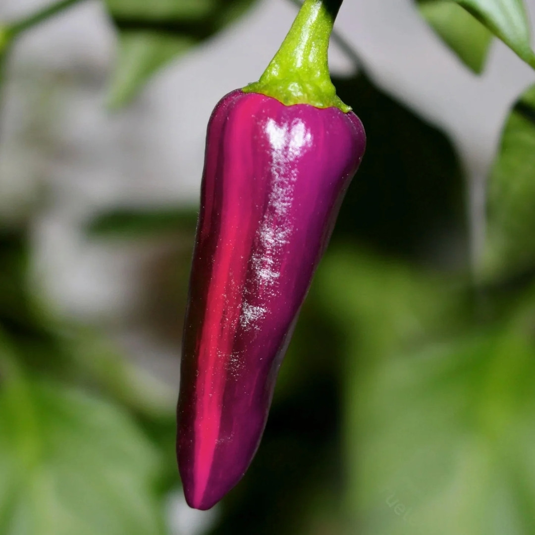 Hot Pepper Seeds Tiger Jalapeno - 5