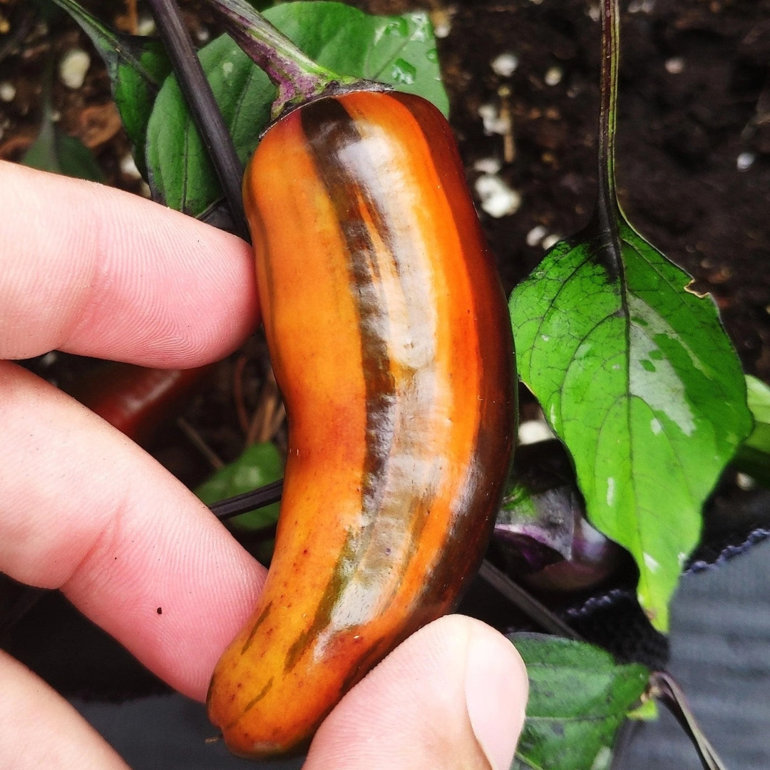 Hot Pepper Seeds Tiger Jalapeno - 5
