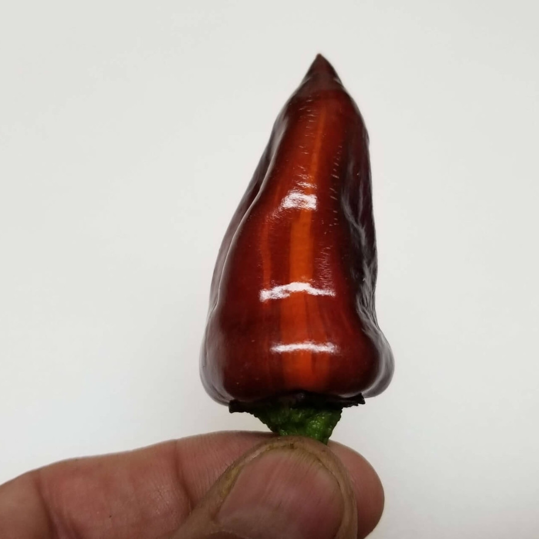 Hot Pepper Seeds Tiger Jalapeno - 5