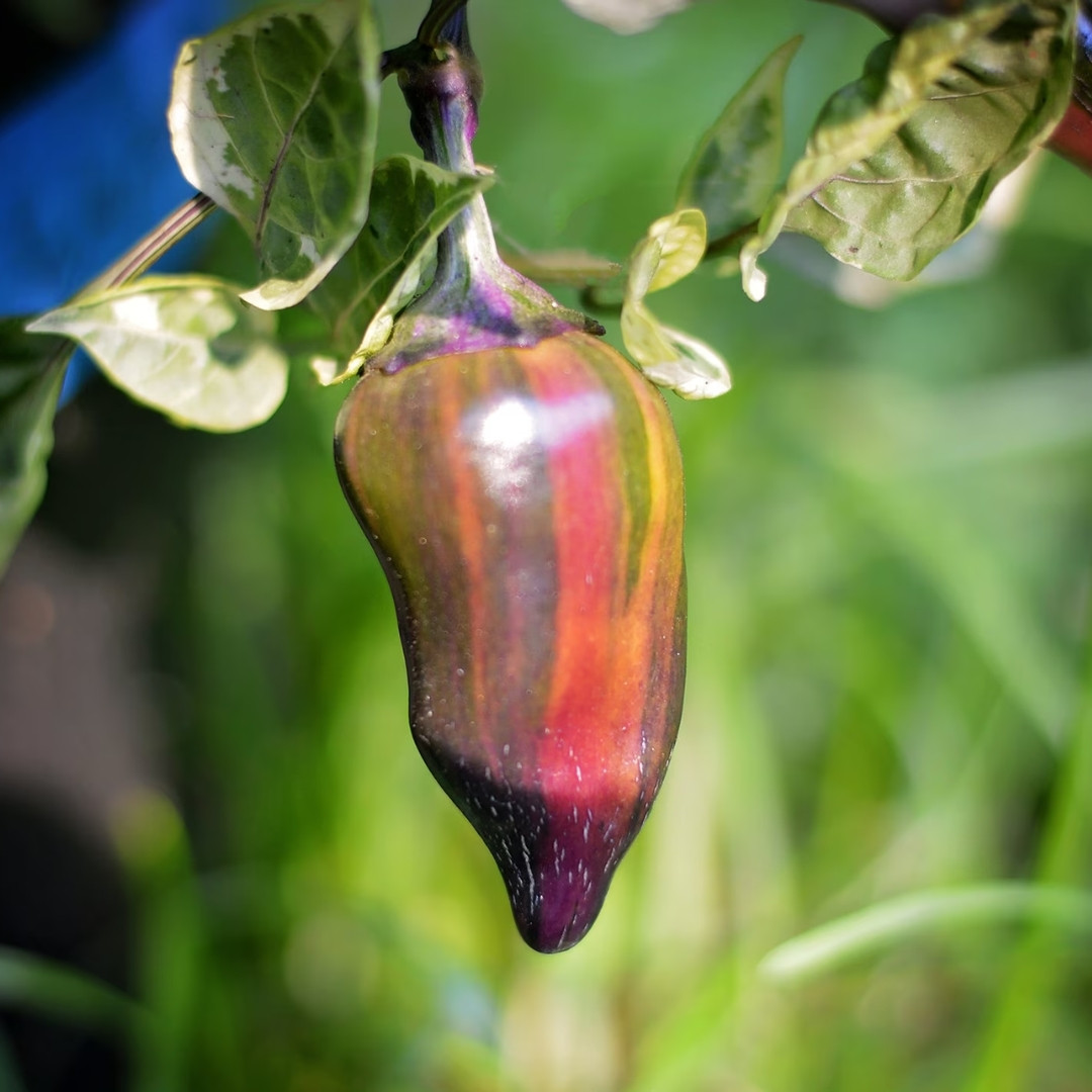 Hot Pepper Seeds Tiger Jalapeno - 5
