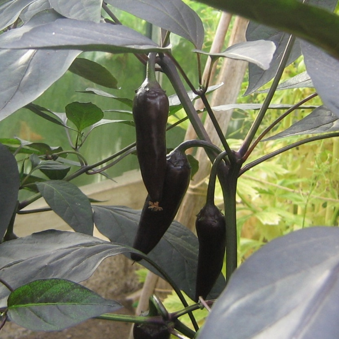 Hot Pepper Seeds Count Dracula - 5