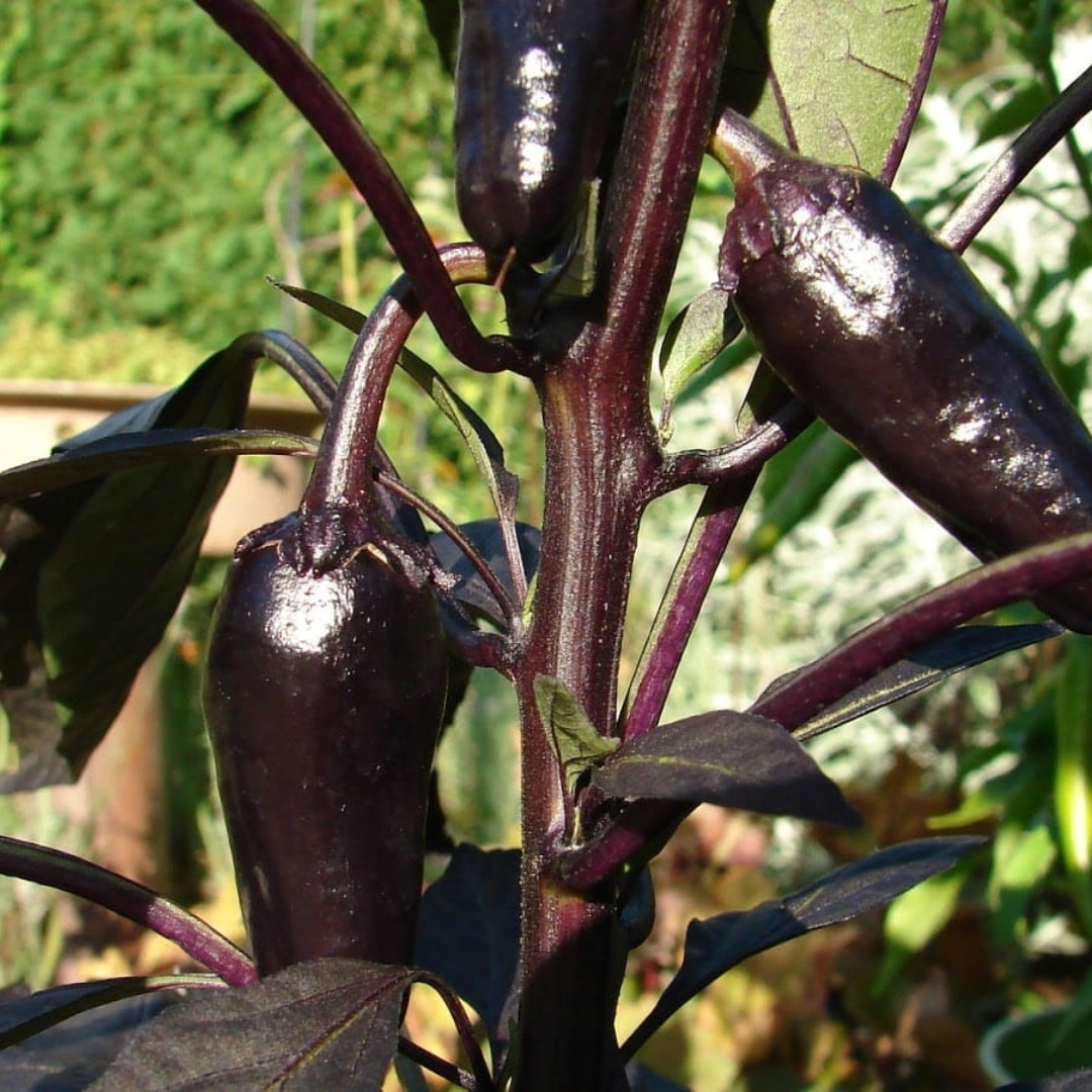 Hot Pepper Seeds Count Dracula - 5