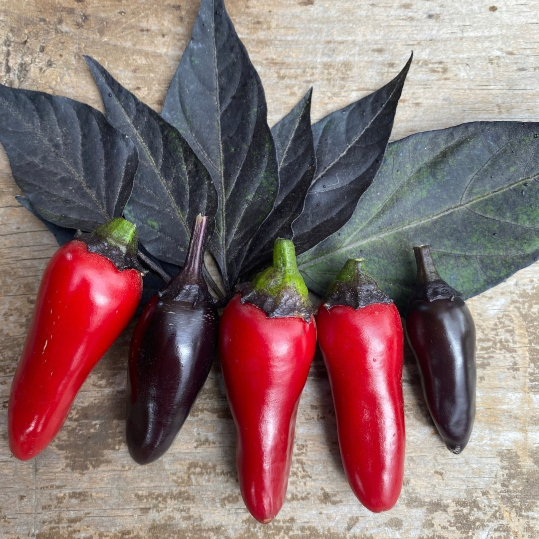Hot Pepper Seeds Count Dracula - 5