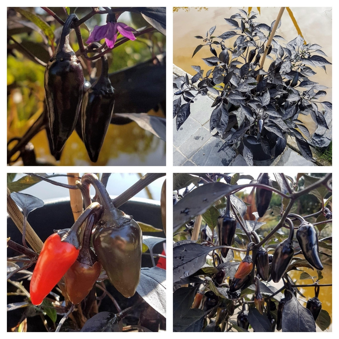 Hot Pepper Seeds Count Dracula - 5