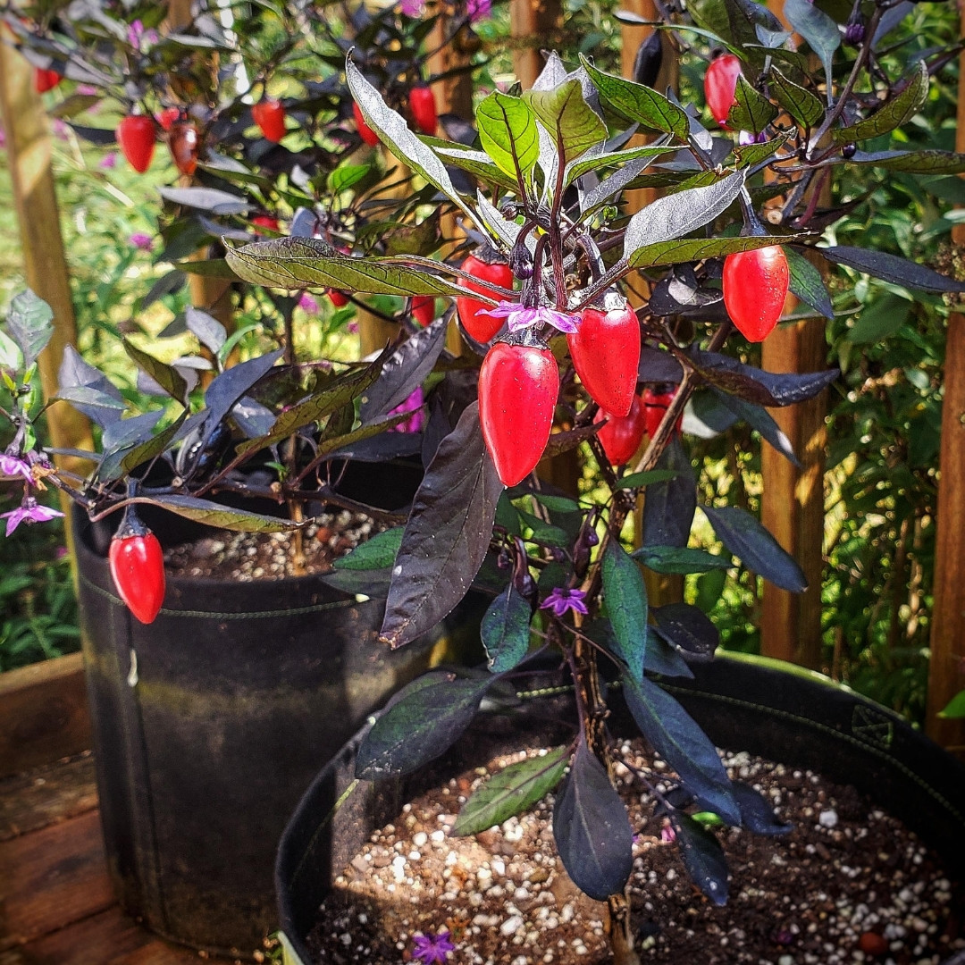 Hot Pepper Seeds Count Dracula - 5