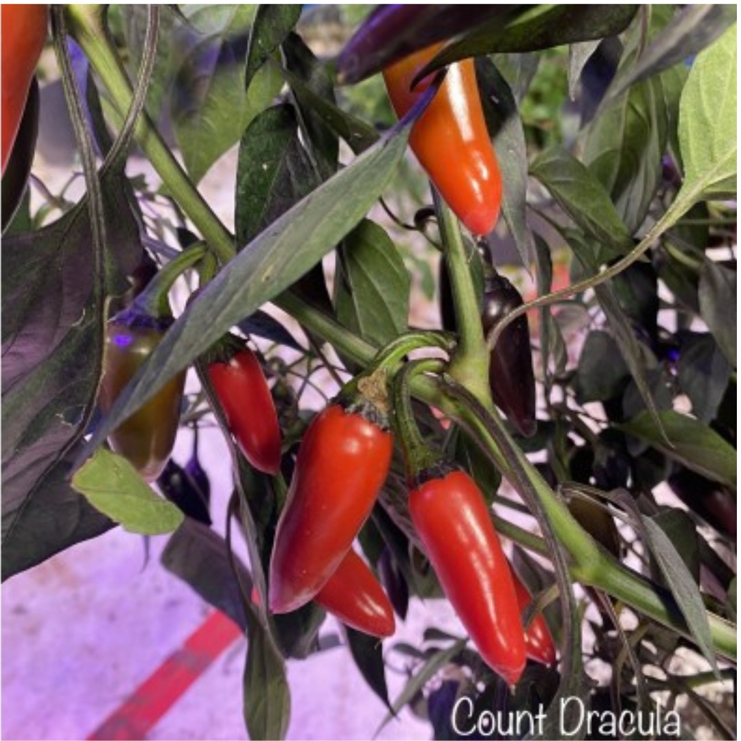 Hot Pepper Seeds Count Dracula - 5