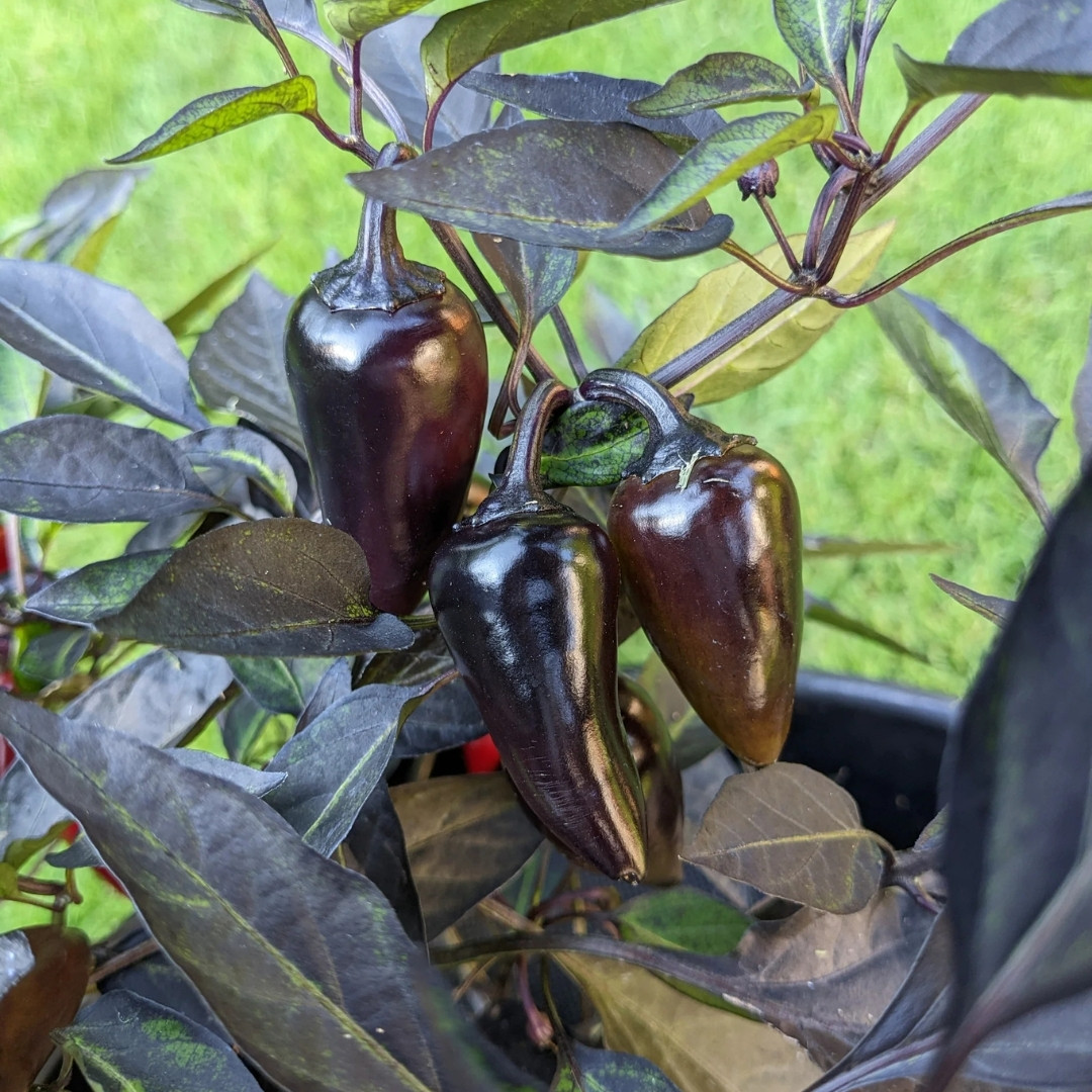 Hot Pepper Seeds Count Dracula - 5