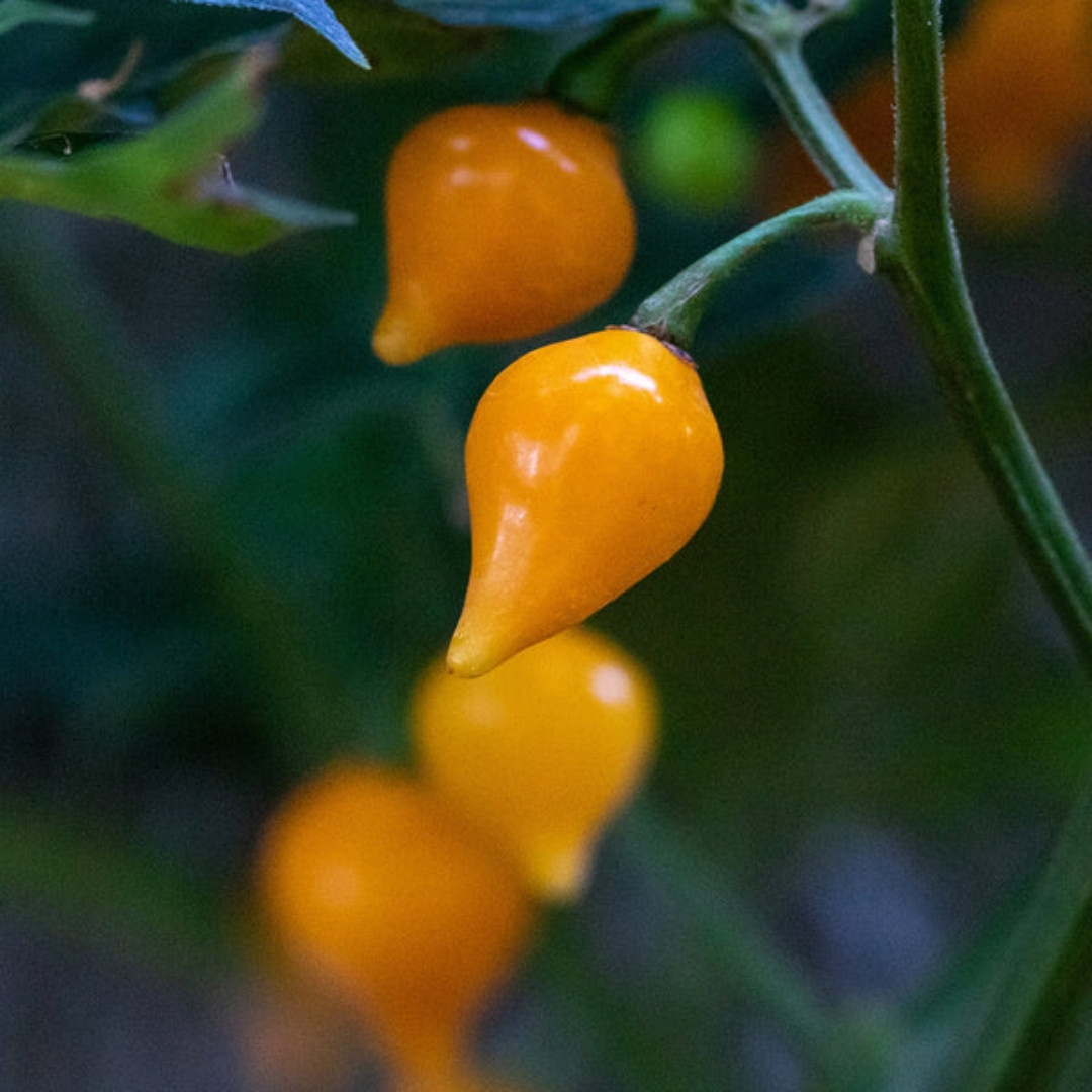 Hot Pepper Seeds Biquinho Amarelo - 5