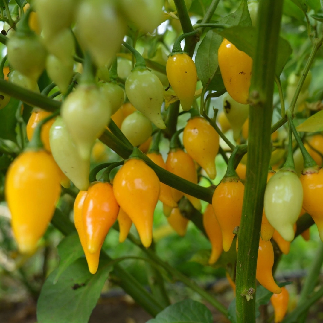 Hot Pepper Seeds Biquinho Amarelo - 5