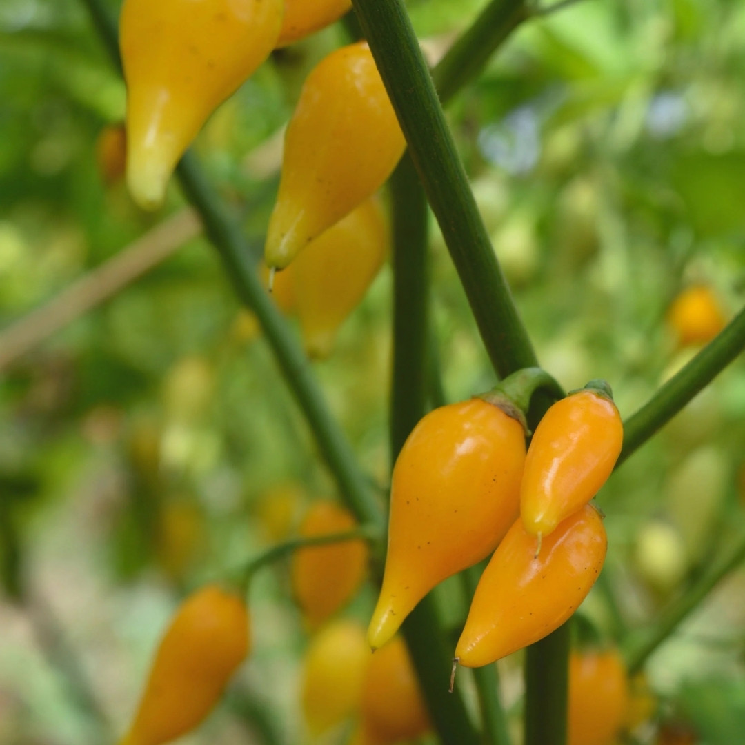 Hot Pepper Seeds Biquinho Amarelo - 5