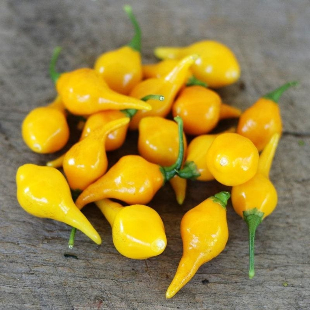 Hot Pepper Seeds Biquinho Amarelo - 5
