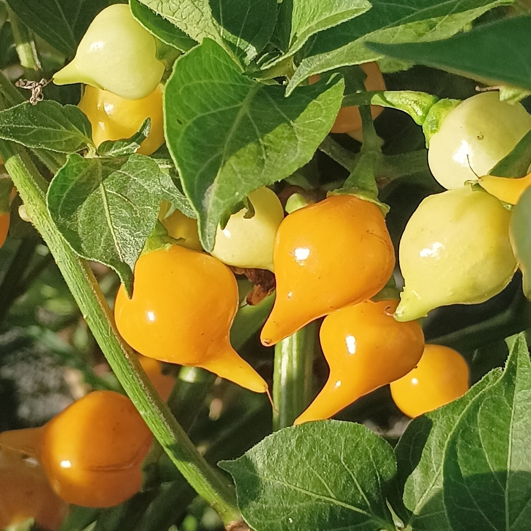 Hot Pepper Seeds Biquinho Amarelo - 5