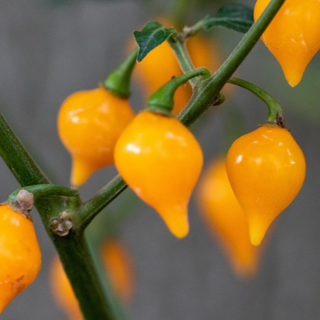 Hot Pepper Seeds Biquinho Amarelo - 5