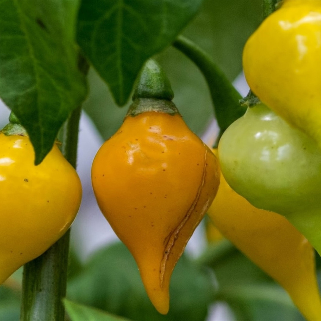 Hot Pepper Seeds Biquinho Amarelo - 5