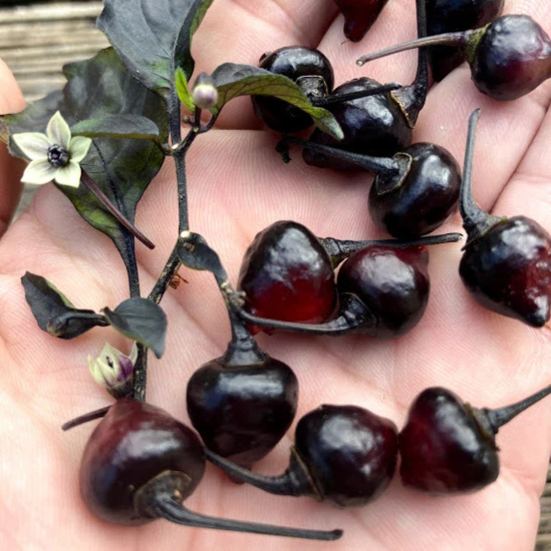 Hot Pepper Seeds Biquinho Black - 5