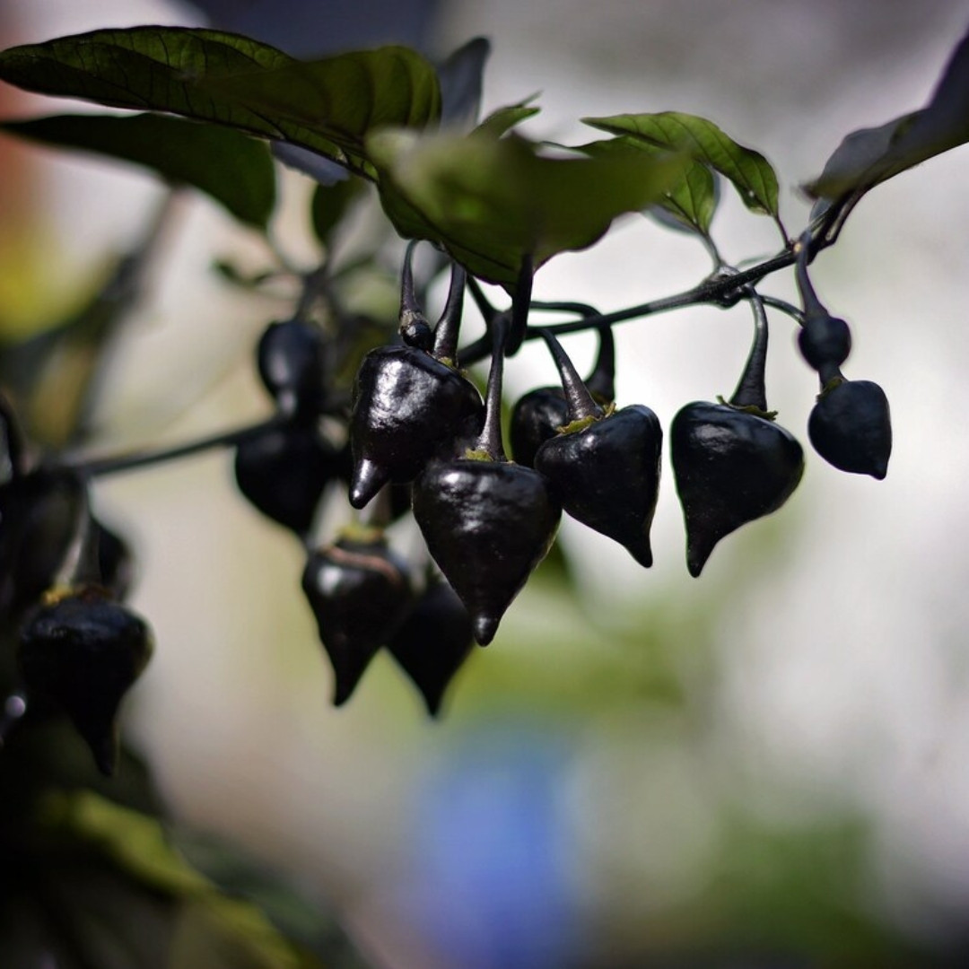 Hot Pepper Seeds Biquinho Black - 5