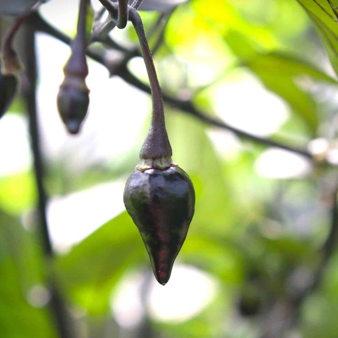 Hot Pepper Seeds Biquinho Black - 5