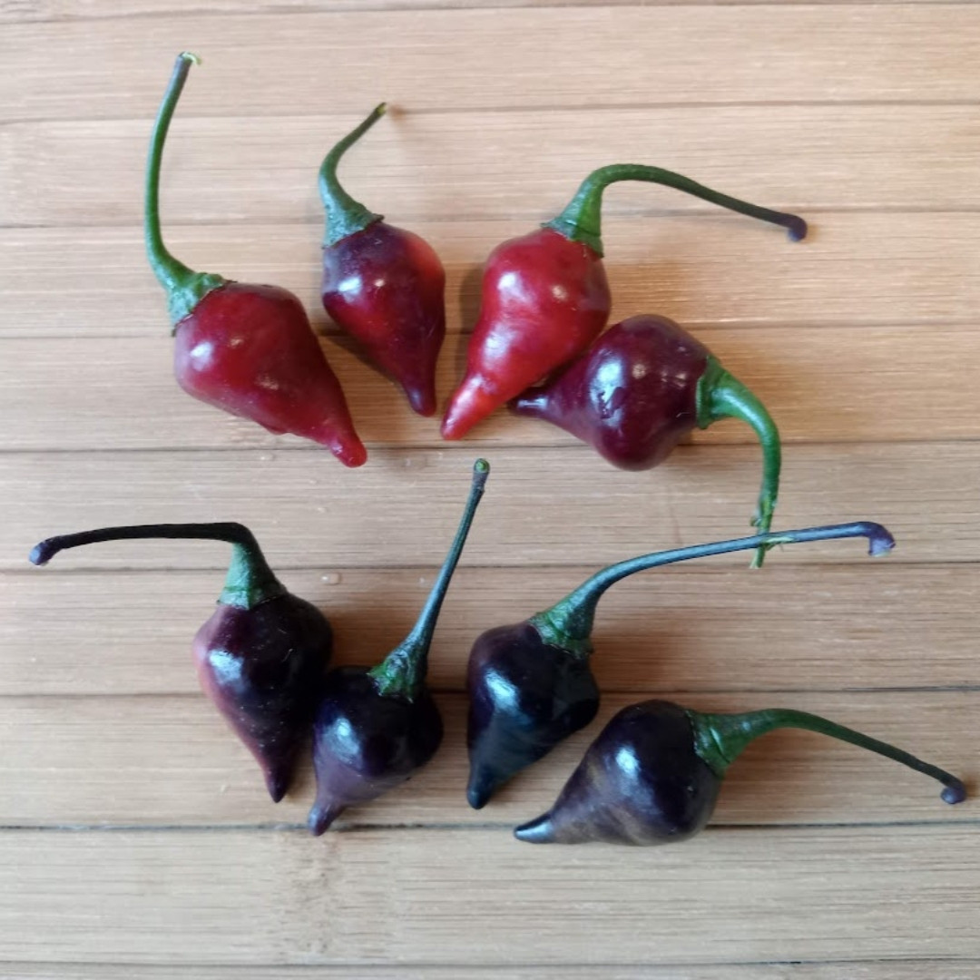 Hot Pepper Seeds Biquinho Black - 5