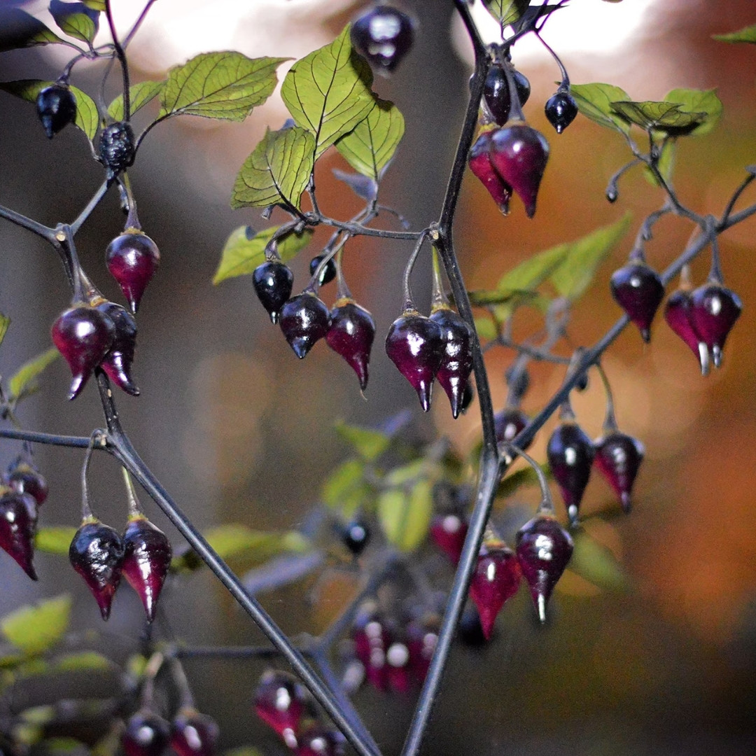 Hot Pepper Seeds Biquinho Black - 5