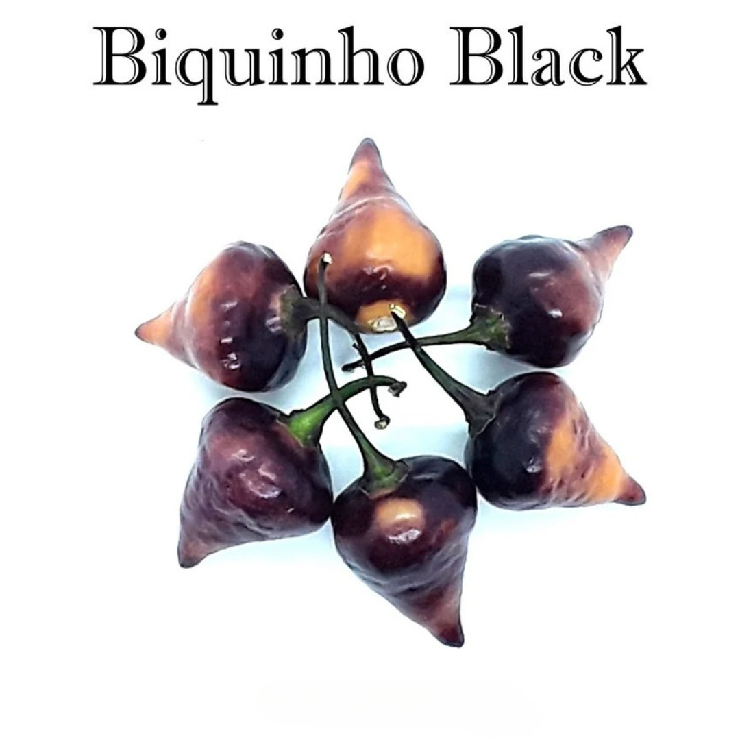 Hot Pepper Seeds Biquinho Black - 5