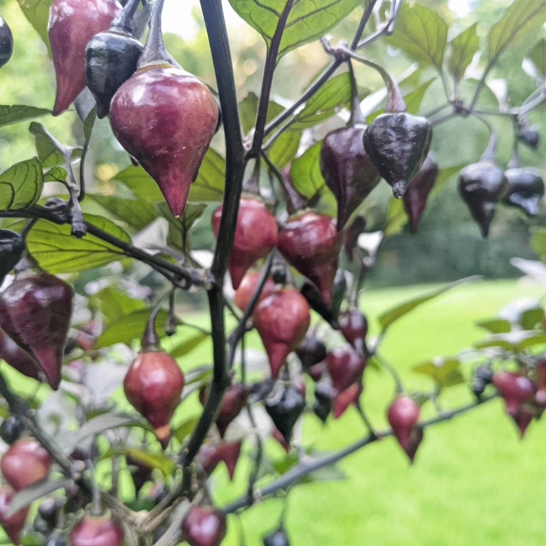 Hot Pepper Seeds Biquinho Black - 5