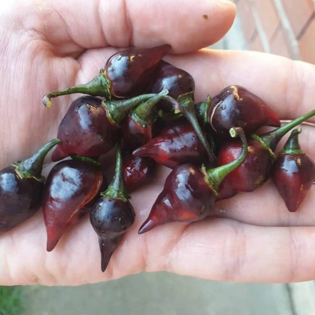 Hot Pepper Seeds Biquinho Black - 5