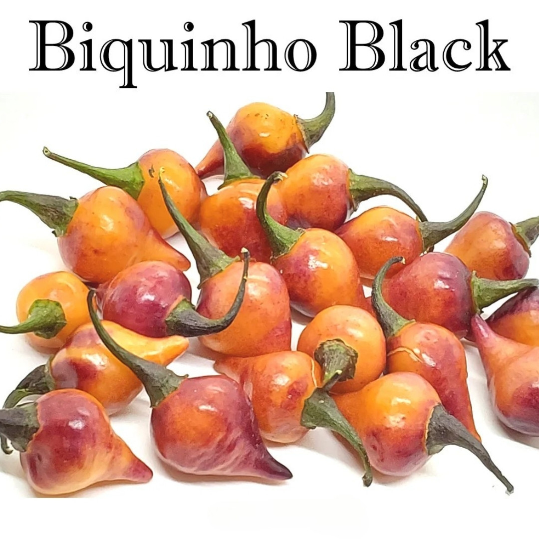 Hot Pepper Seeds Biquinho Black - 5