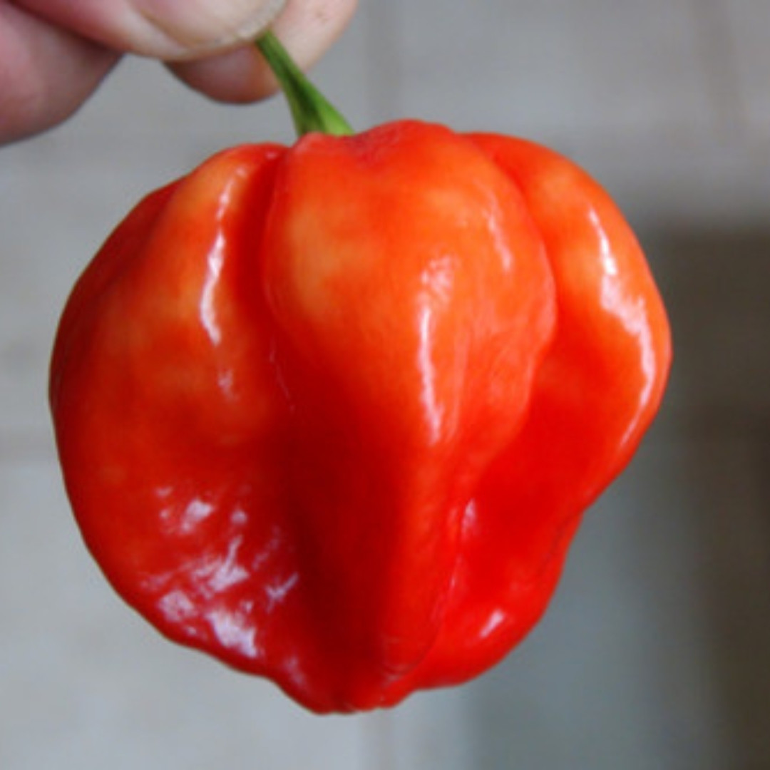 Hot Pepper Seeds PI 439410 - 5