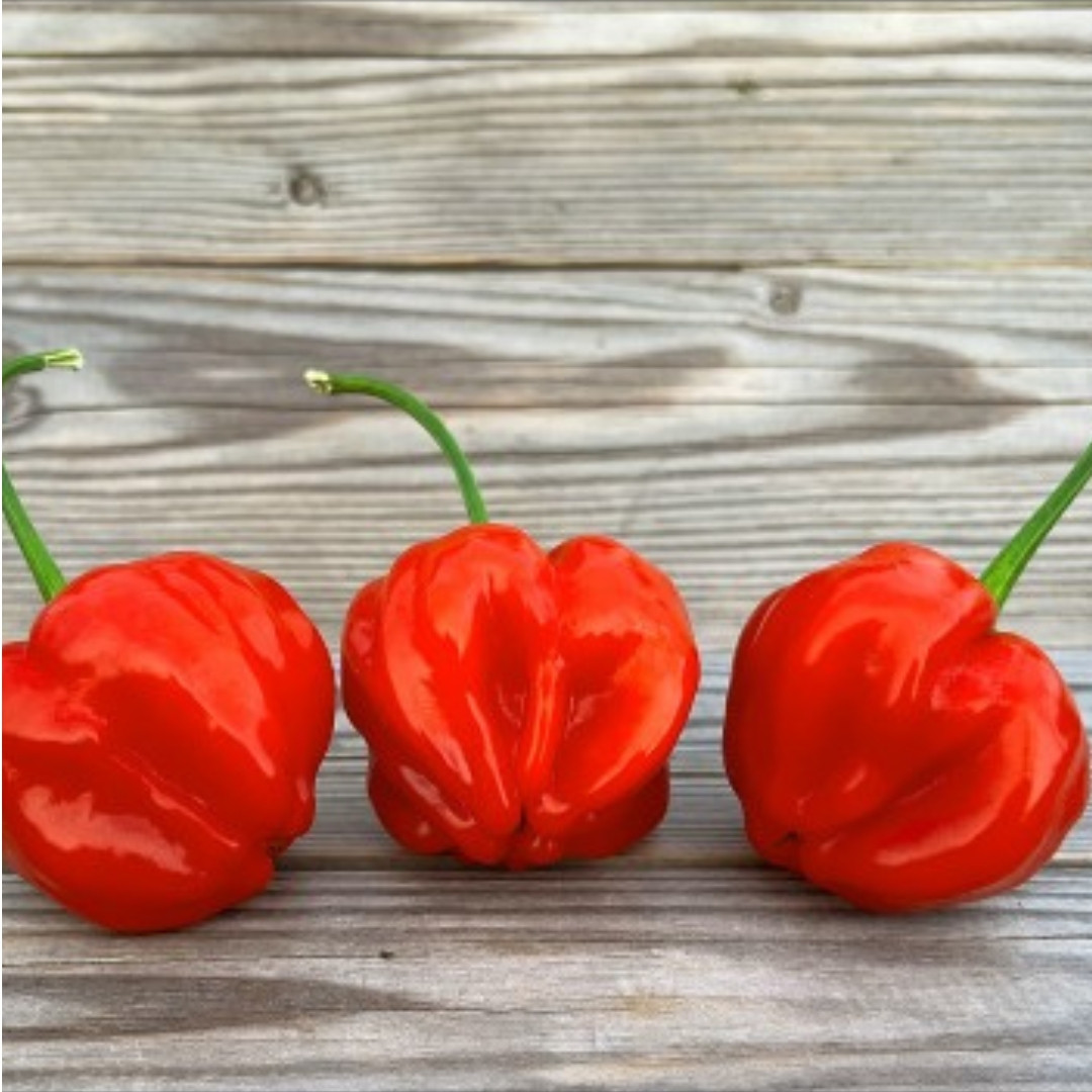 Hot Pepper Seeds PI 439410 - 5