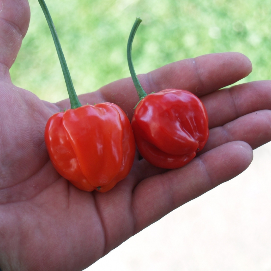 Hot Pepper Seeds PI 439410 - 5