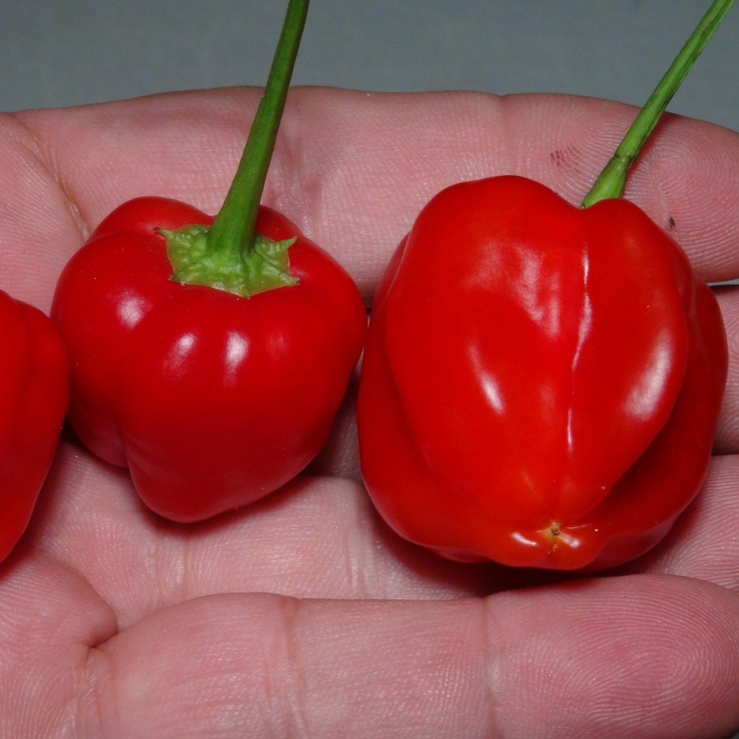Hot Pepper Seeds PI 439410 - 5