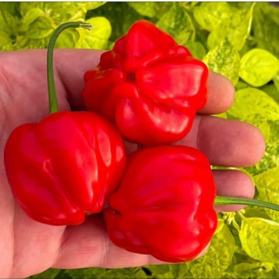 Hot Pepper Seeds PI 439410 - 5