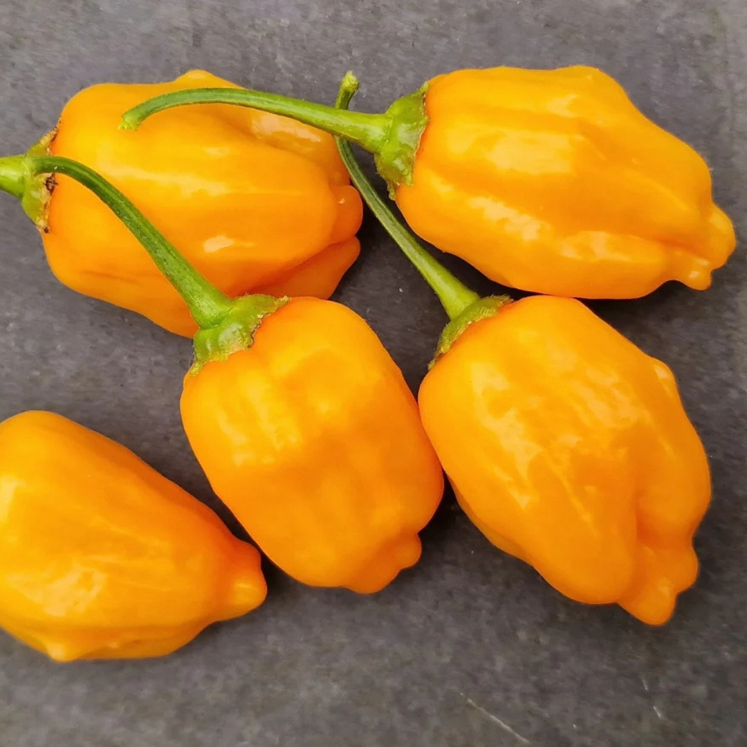 Hot Pepper Seeds Aji Mango - 5