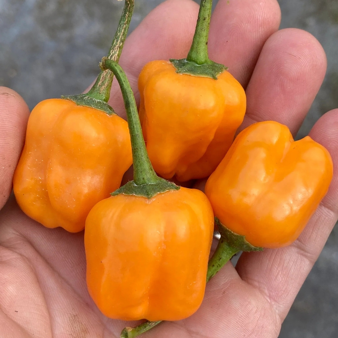 Hot Pepper Seeds Aji Mango - 5