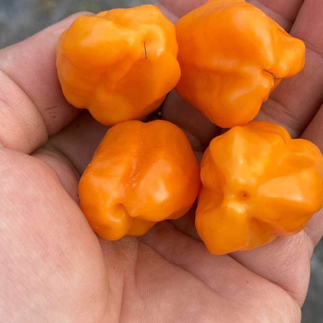 Hot Pepper Seeds Aji Mango - 5