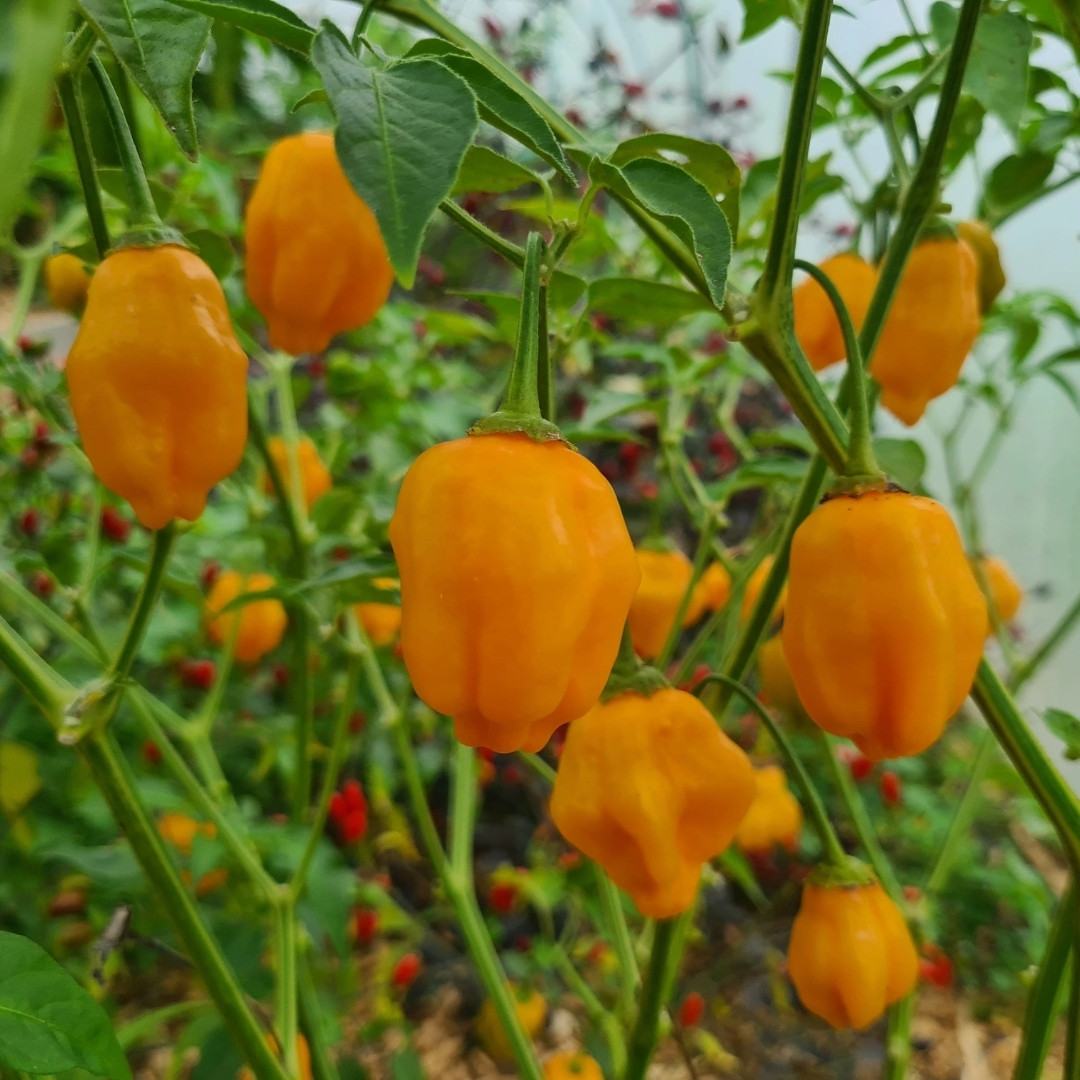 Hot Pepper Seeds Aji Mango - 5