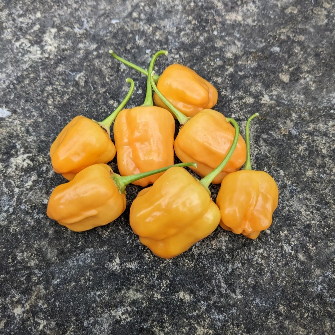 Hot Pepper Seeds Aji Mango - 5