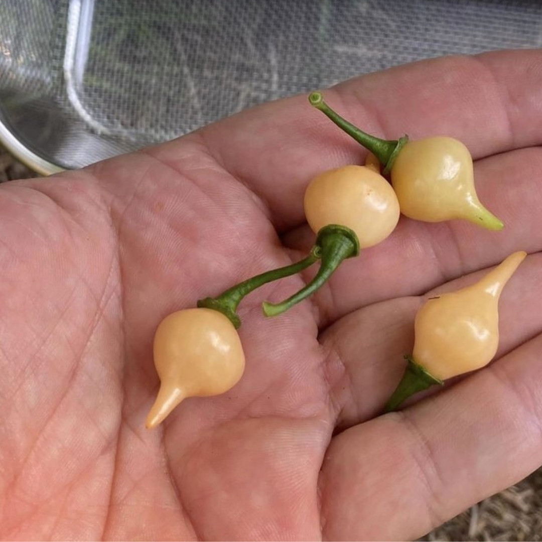 Hot Pepper Seeds Biquinho Chupetinho Salmon - 5
