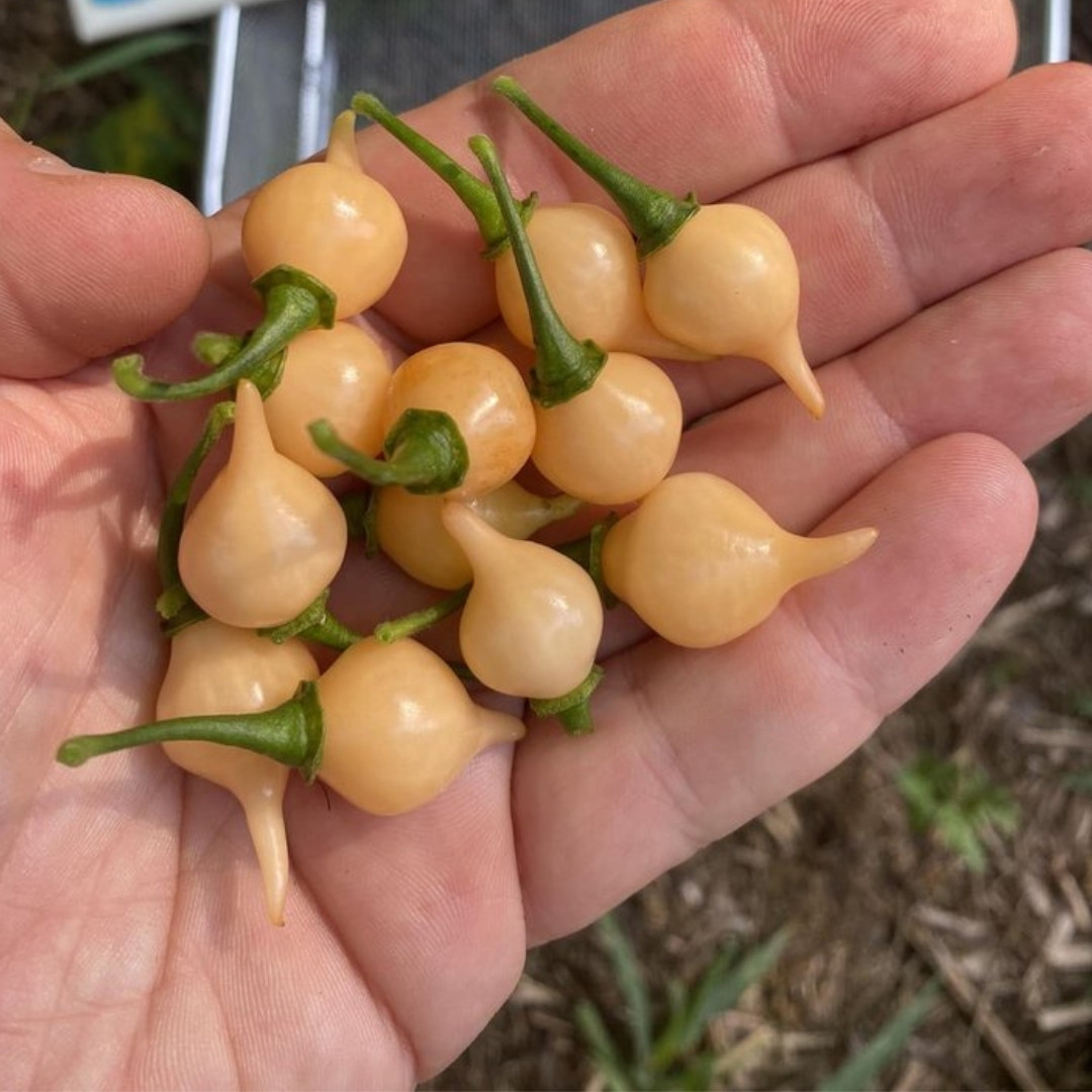 Hot Pepper Seeds Biquinho Chupetinho Salmon - 5