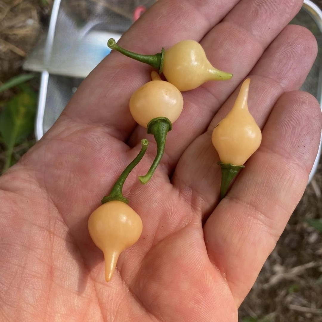 Hot Pepper Seeds Biquinho Chupetinho Salmon - 5