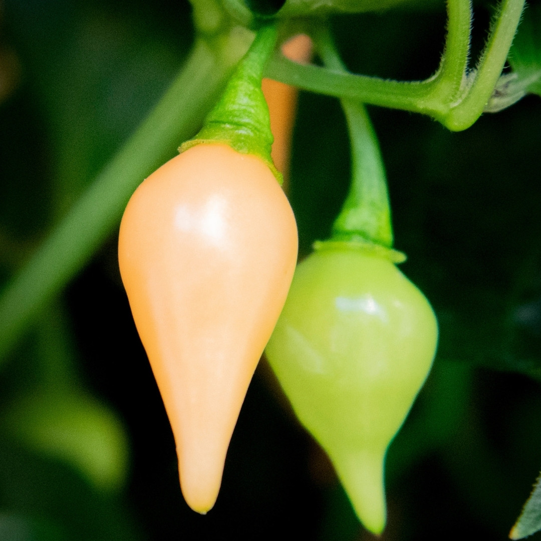 Hot Pepper Seeds Biquinho Chupetinho Salmon - 5