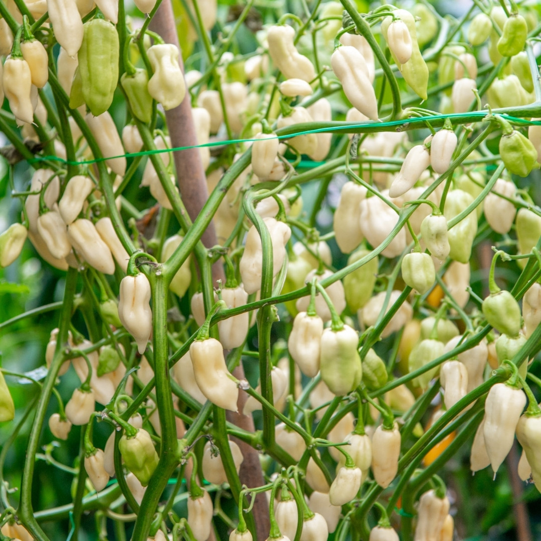 Hot Pepper Seeds Fatalii White - 5