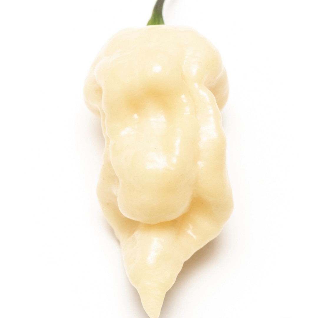 Hot Pepper Seeds Fatalii White - 5
