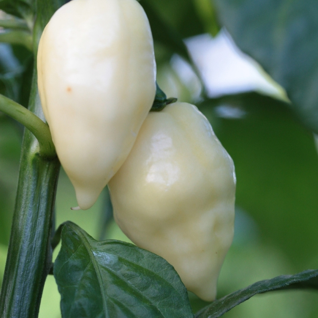 Hot Pepper Seeds Fatalii White - 5