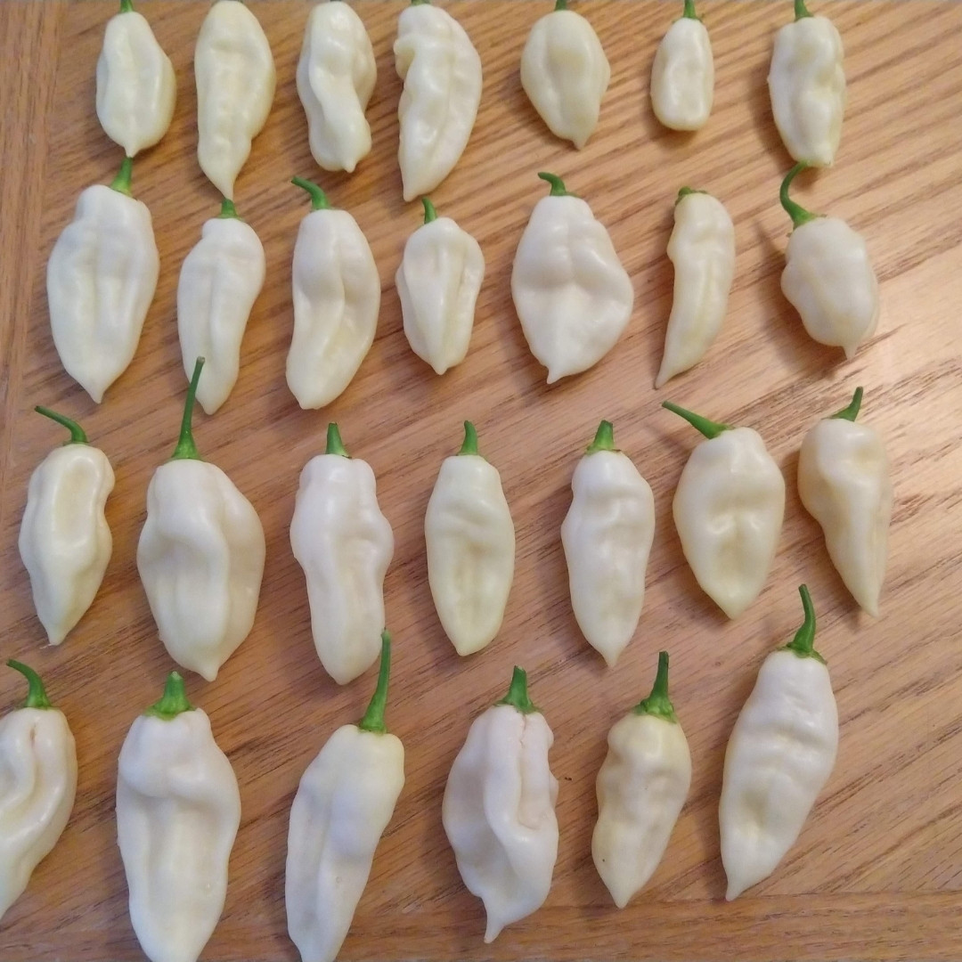 Hot Pepper Seeds Fatalii White - 5